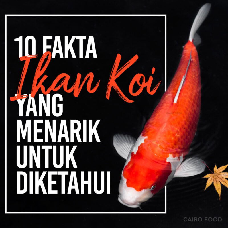 10 fakta ikan koi yang menarik untuk diketahui