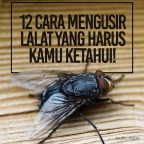 12 Cara Mengusir Lalat Yang Harus Kamu Ketahui!