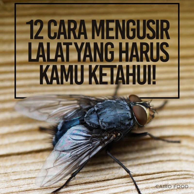 12 cara mengusir lalat yang harus kamu ketahui