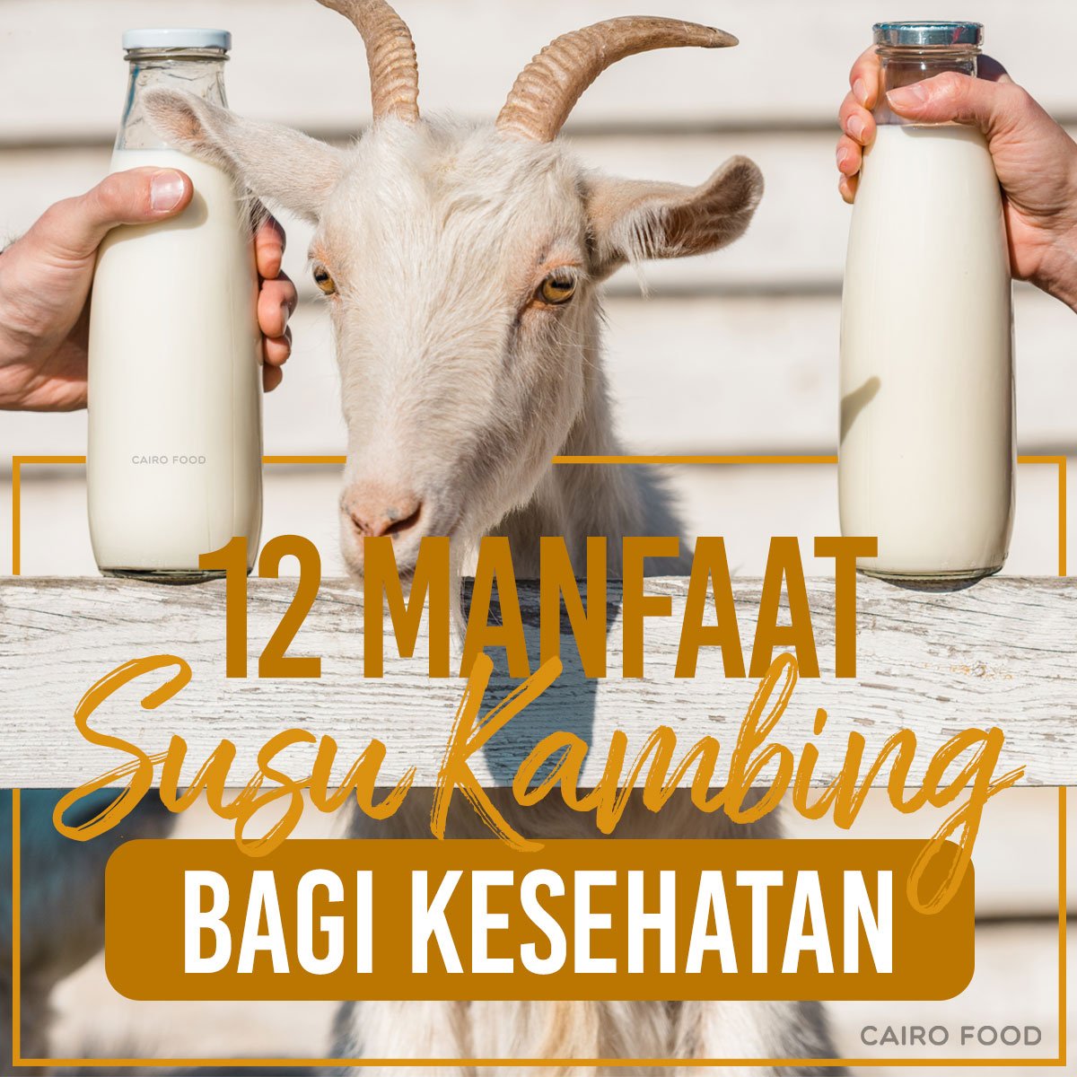 12 manfaat susu kambing bagi kesehatan