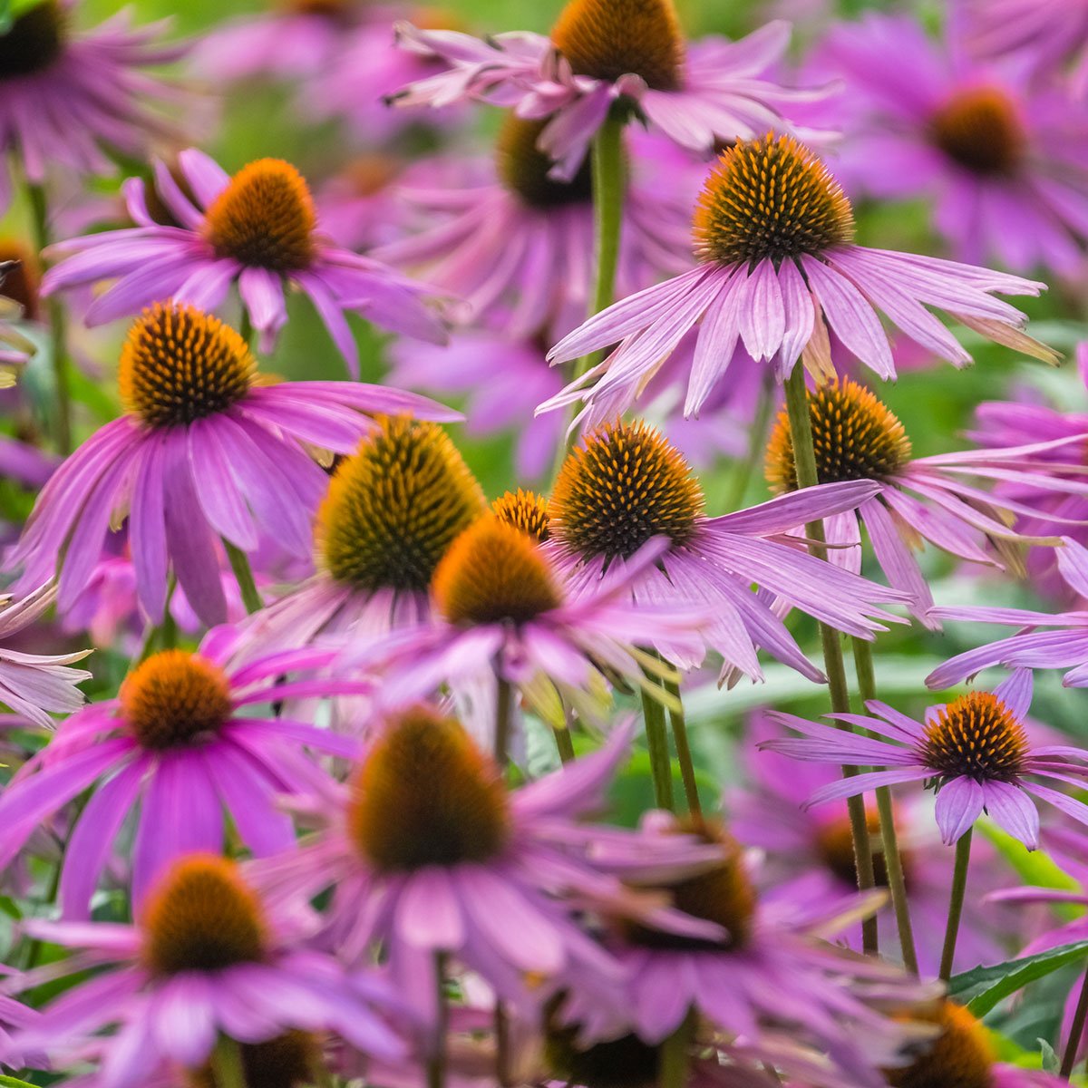 13 antibiotik alami yang diyakini berkhasiat echinacea