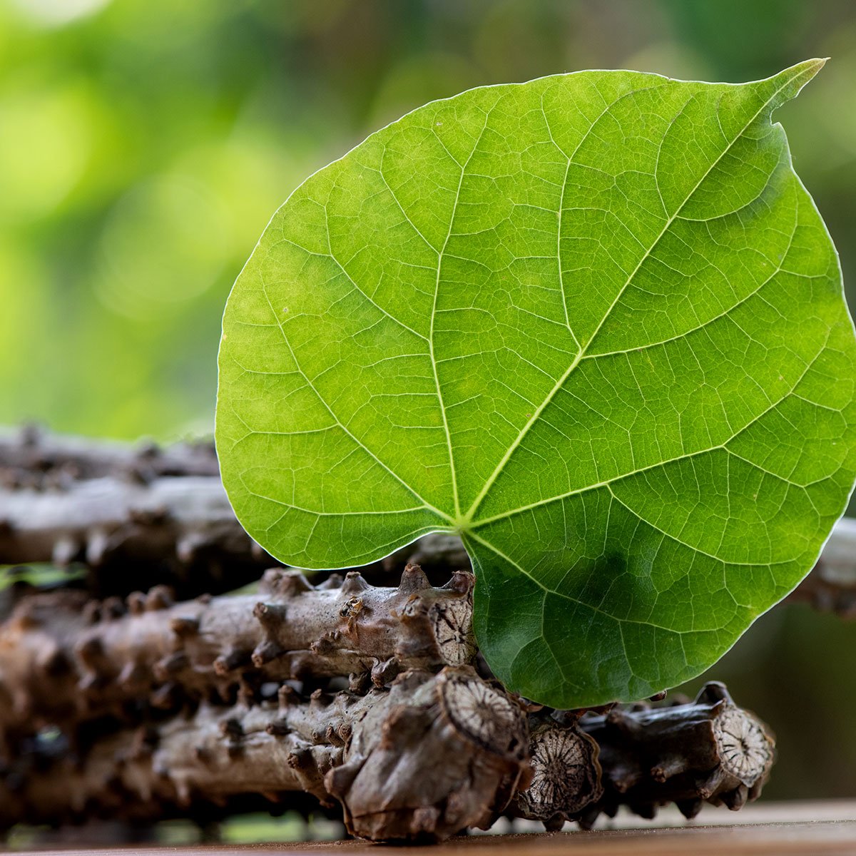 16 macam tumbuhan herbal brotowali