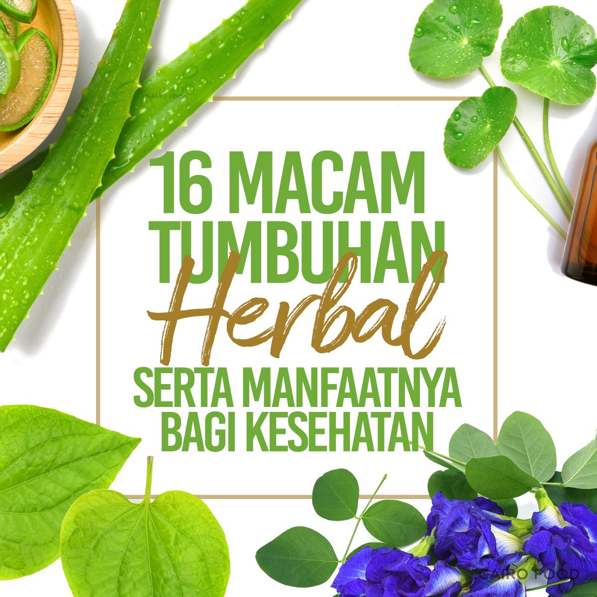 16 macam tumbuhan herbal