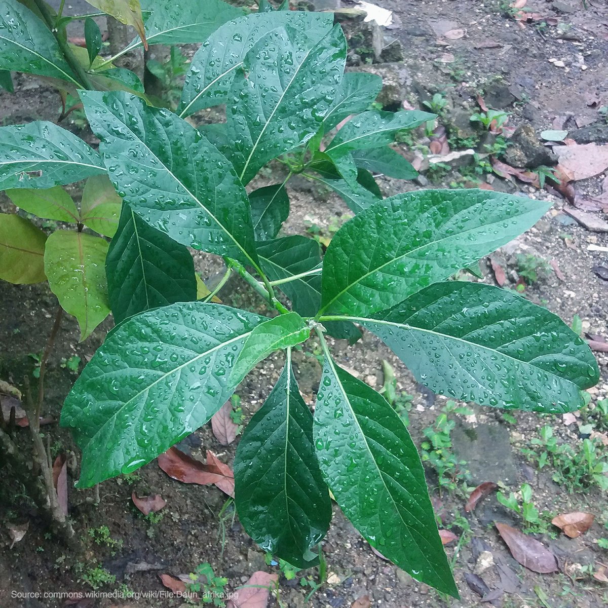 16 macam tumbuhan herbal daun afrika