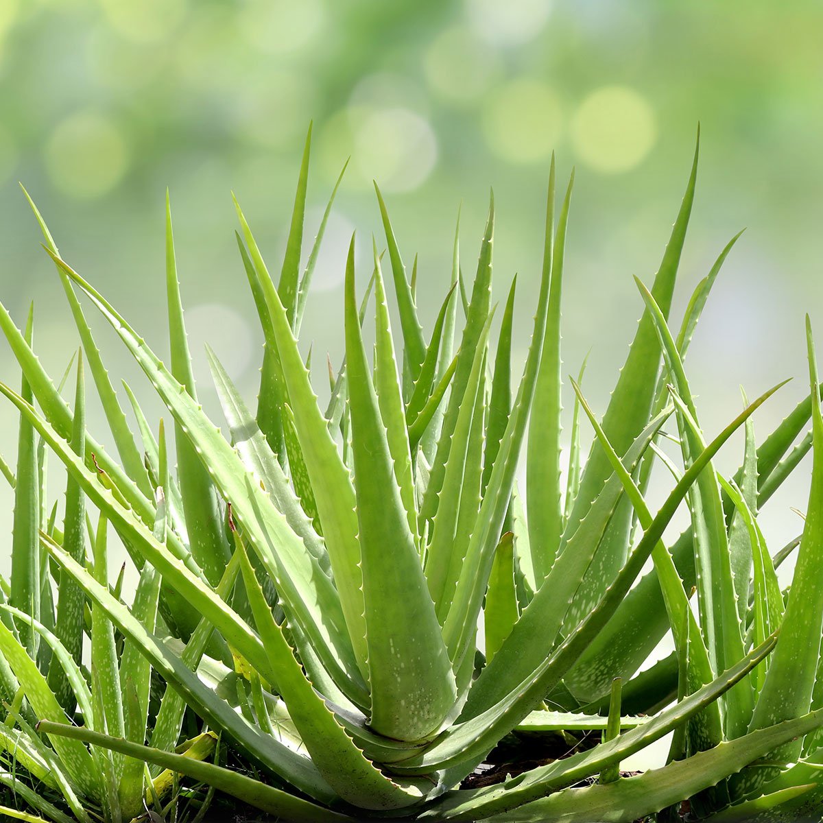 16 macam tumbuhan herbal lidah buaya