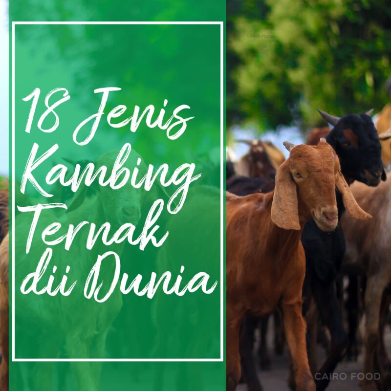 18 jenis kambing ternak di dunia