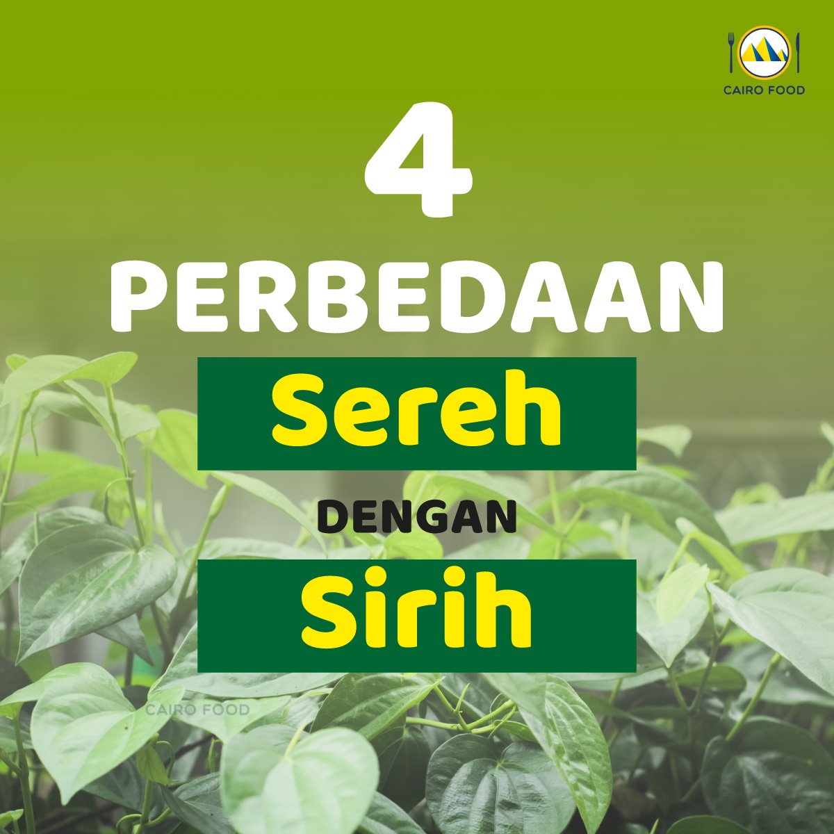 4 Perbedaan Sereh Dan Sirih