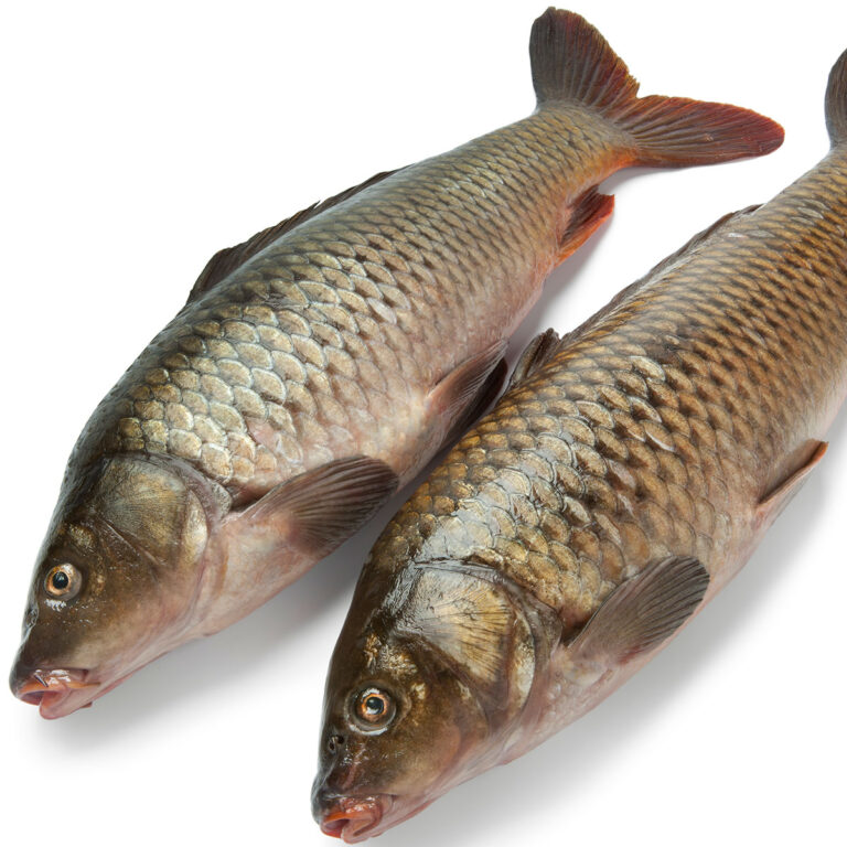 7 Jenis Ikan Air Tawar Yang Populer Untuk Dikonsumsi!