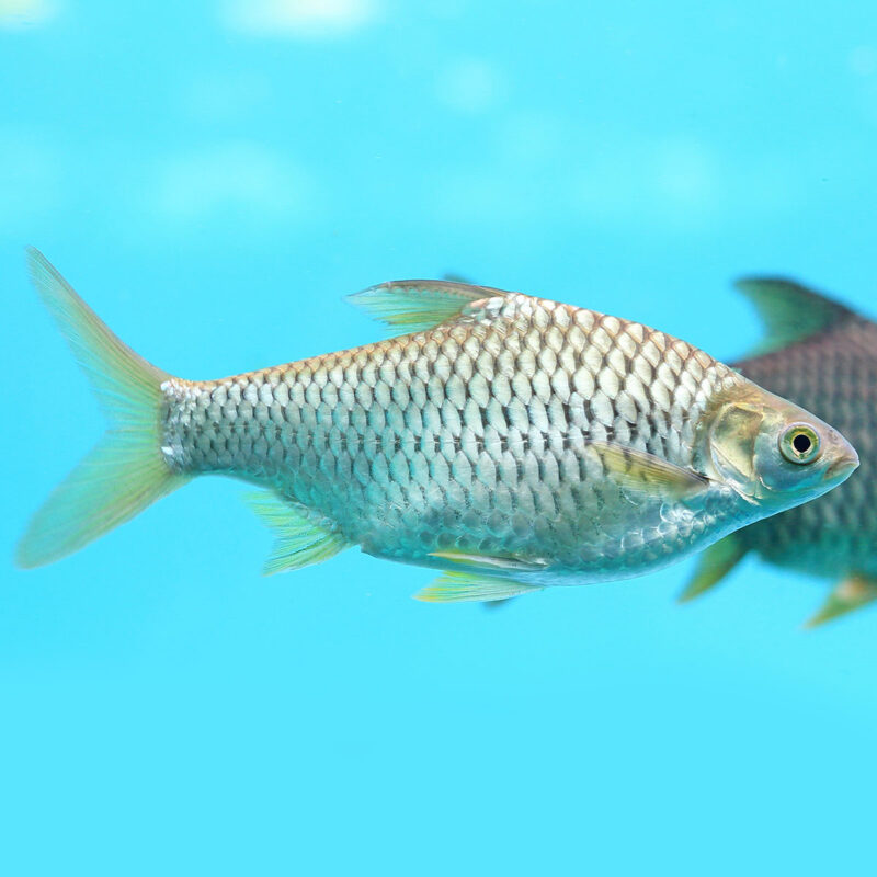 7 Jenis Ikan Air Tawar Yang Populer Untuk Dikonsumsi!