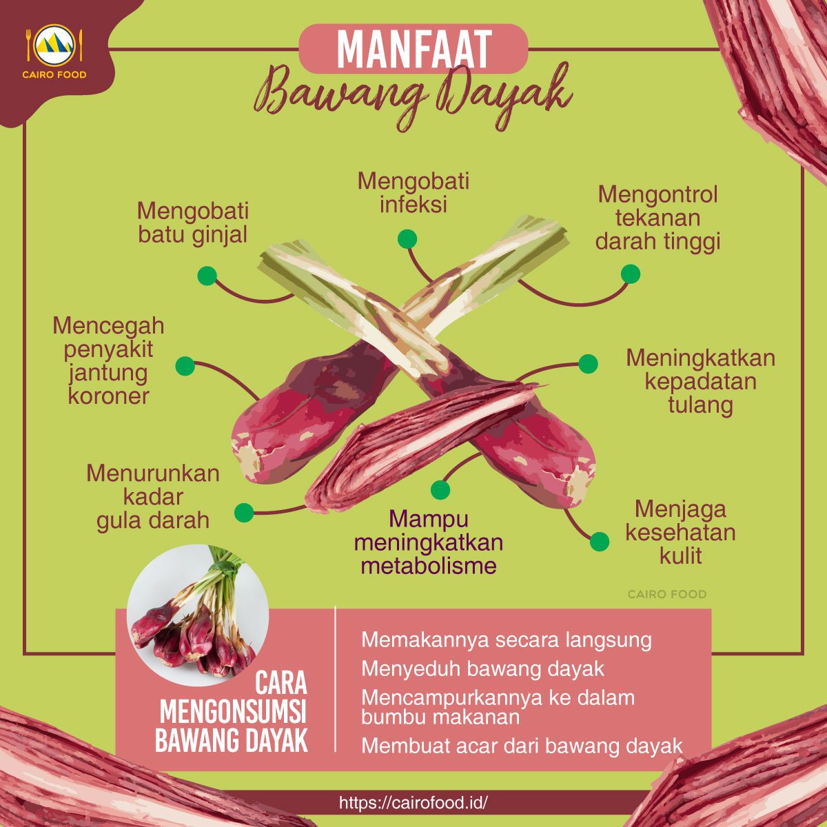 8 manfaat bawang dayak infografis cairo food