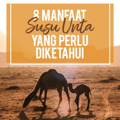8 manfaat susu unta yang perlu diketahui