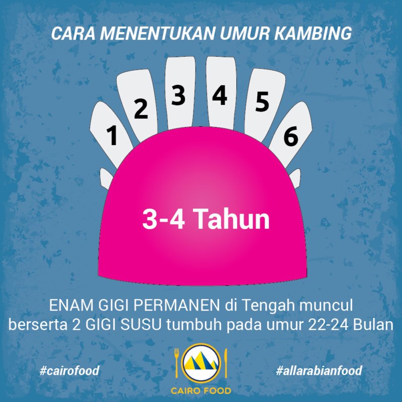 Kambing pada umur tiga hingga 4 Tahun, memiliki ENAM GIGI PERMANEN di Tengah dan muncul bersama DUA GIGI SUSU pada umur 22-24 Bulan