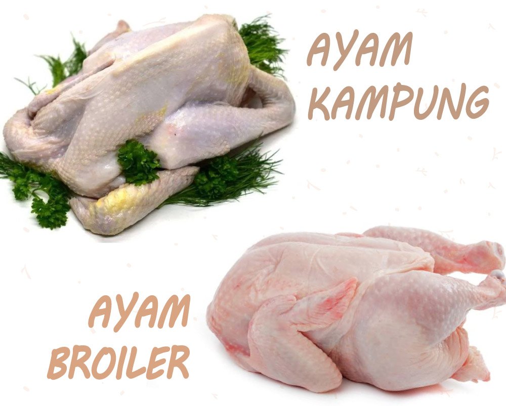 daging ayam kampung dan broiler