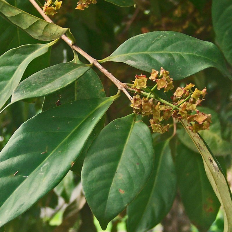 Daun Salam atau Indonesian bay leaf