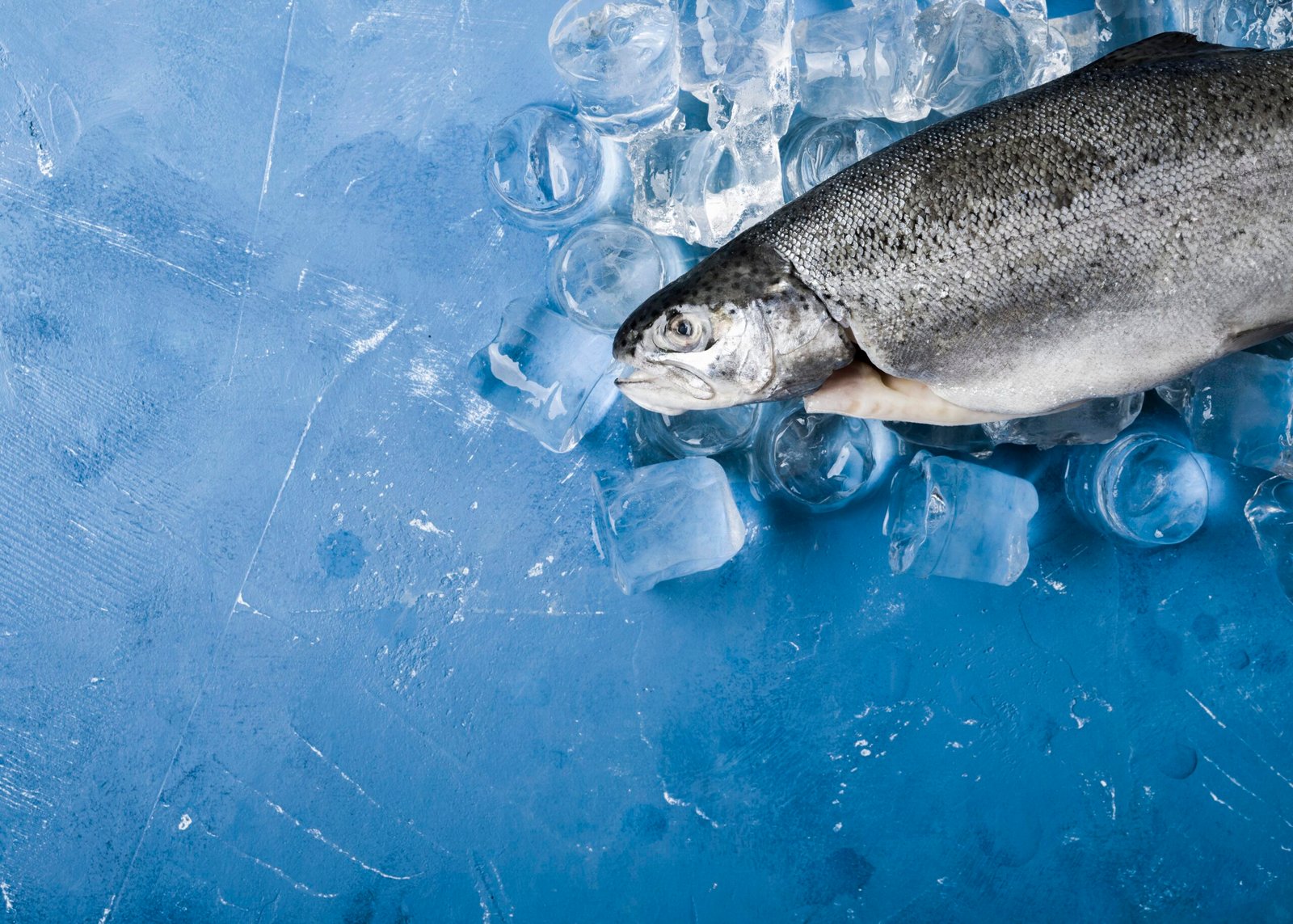 flat lay fish with ice cubes scaled