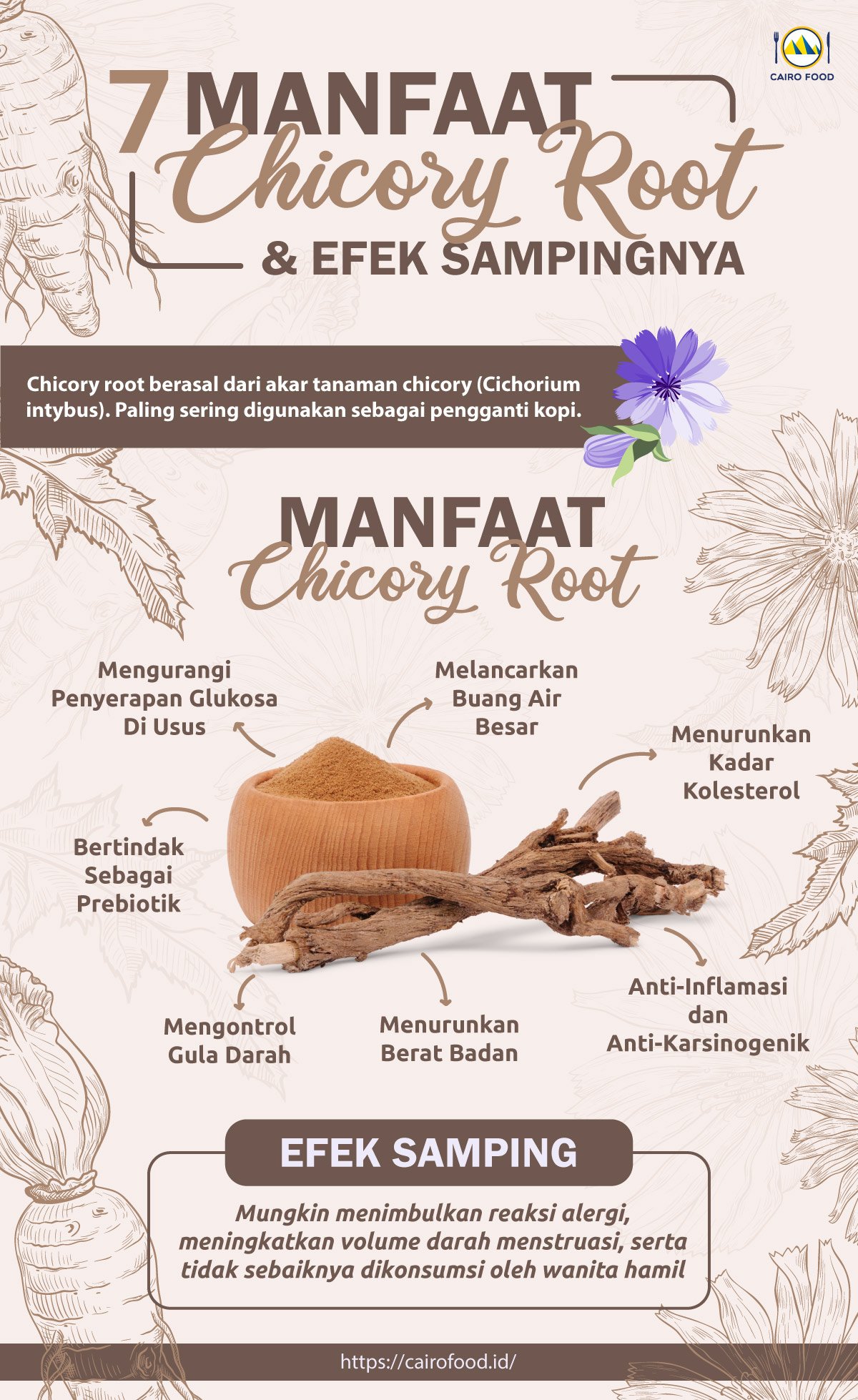 infografis 7 manfaat Chicory root dan efek sampingnya