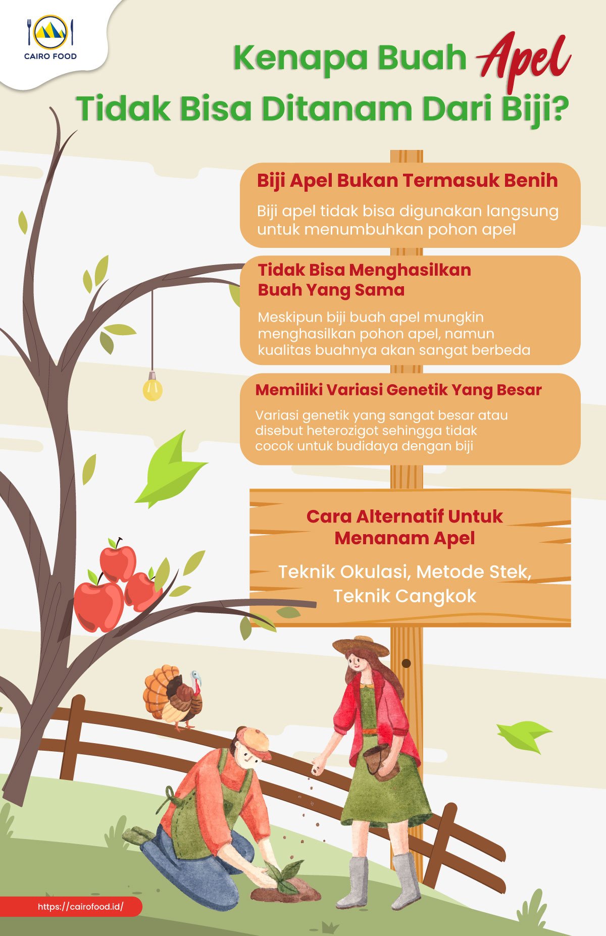 Infographic Kenapa Buah Apel Tidak Bisa Ditanam Dari Biji