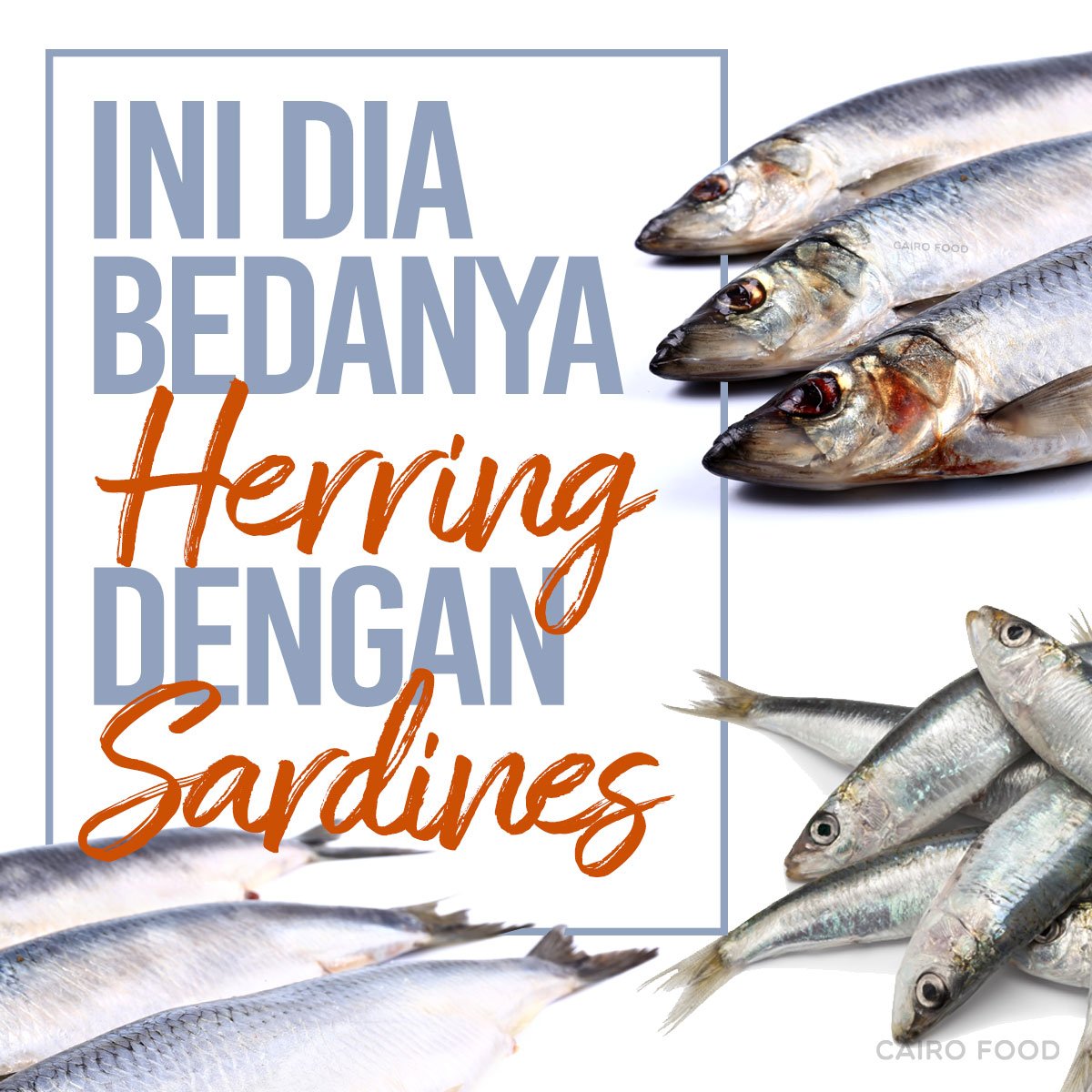 Ini Dia Bedanya Herring Dengan Sardines Cairo Food