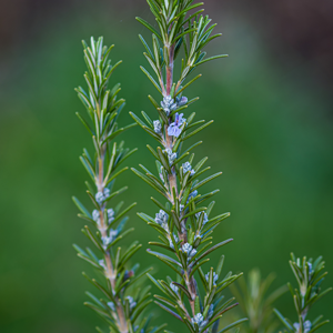 jenis blue boy rosemary