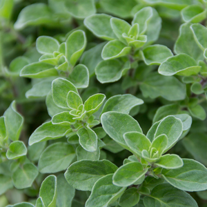 jenis oregano syrian