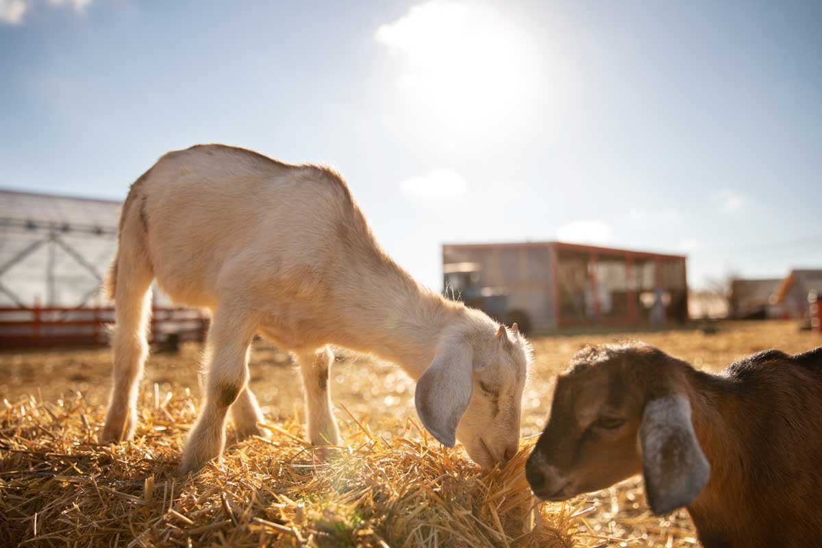 kambing