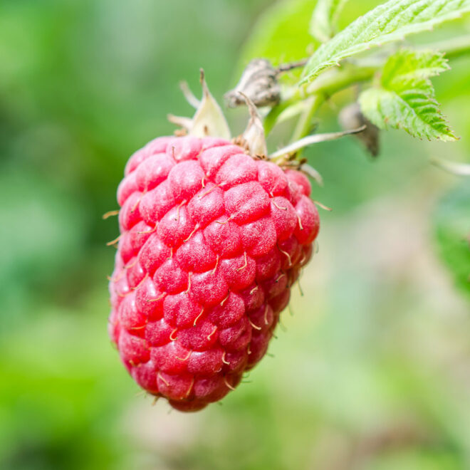 10 Manfaat Buah Raspberry Untuk Kesehatan