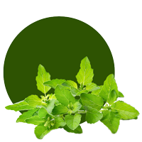 Daun Basil