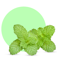 Daun Mint