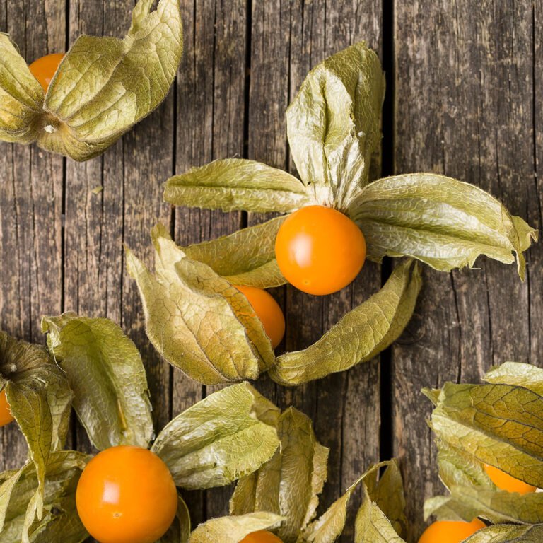 10 Manfaat Buah Ciplukan Bagi Kesehatan