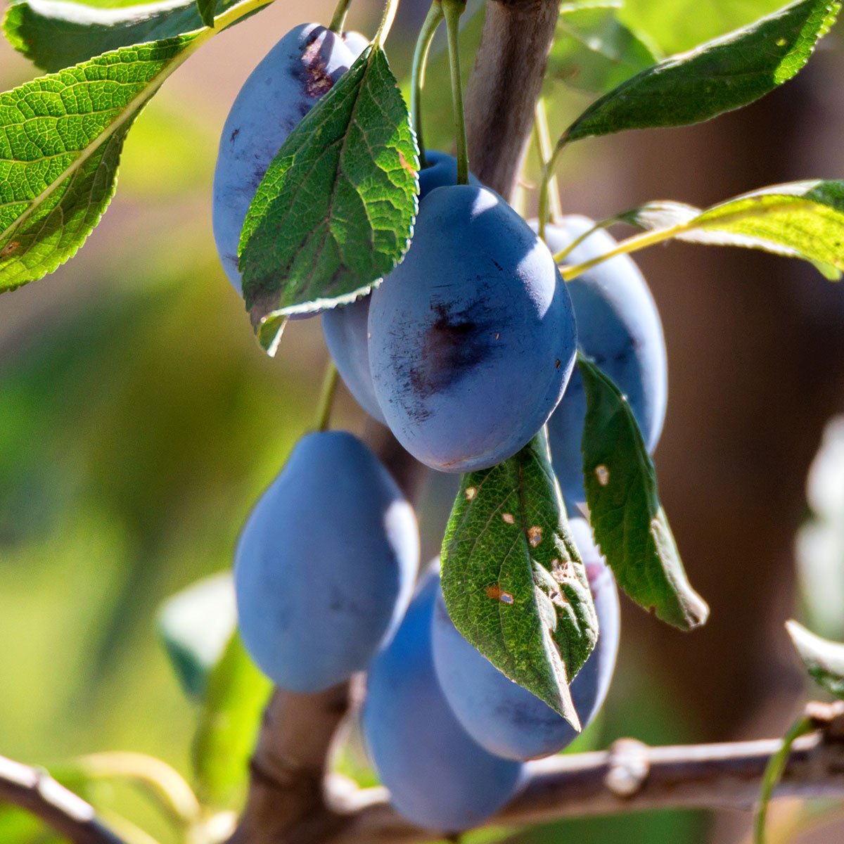 mengenal buah plum serta 9 manfaatnya bagi kesehatan pohon plum