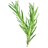 ornamen rosemary back