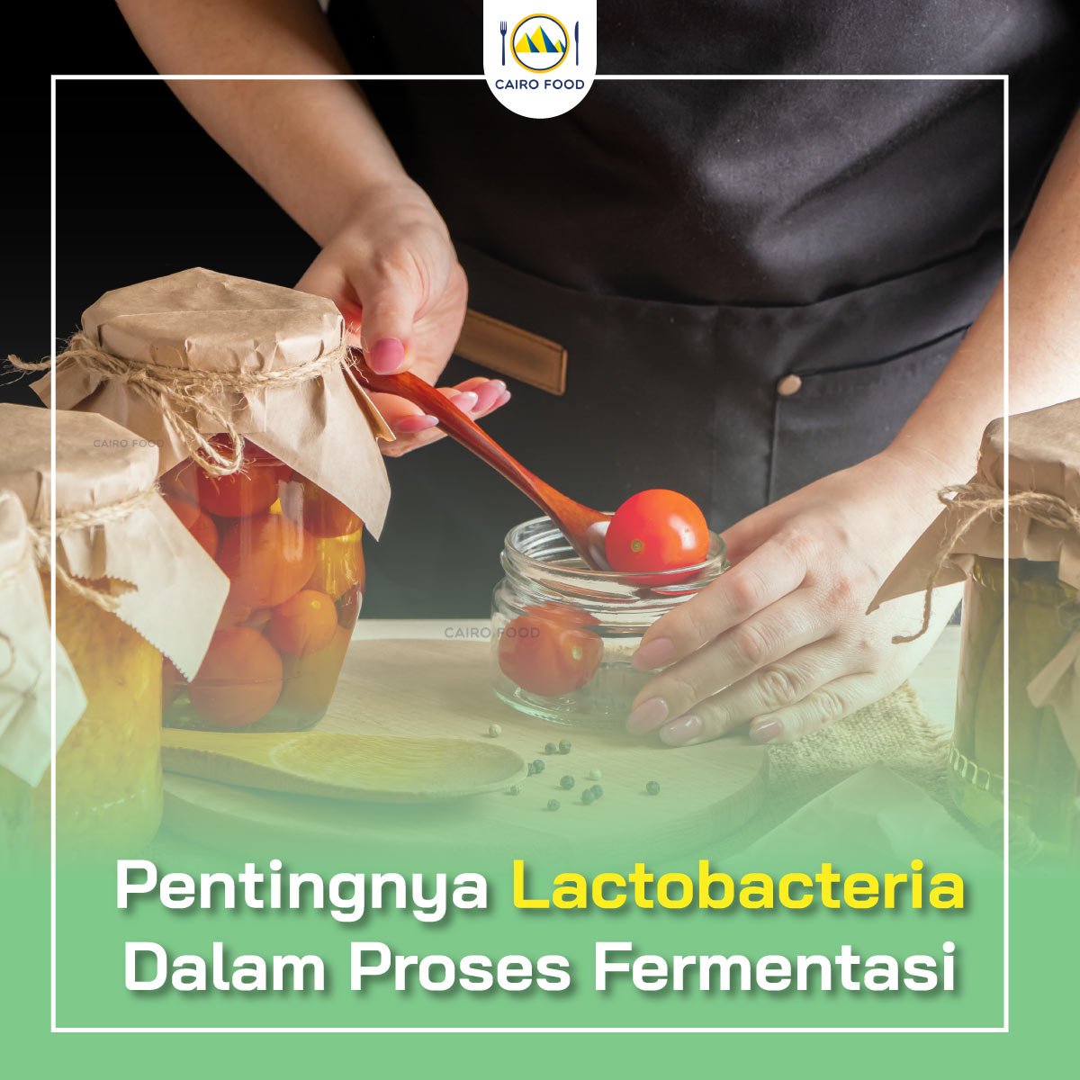 Pentingnya Lactobacteria Dalam Proses Fermentasi