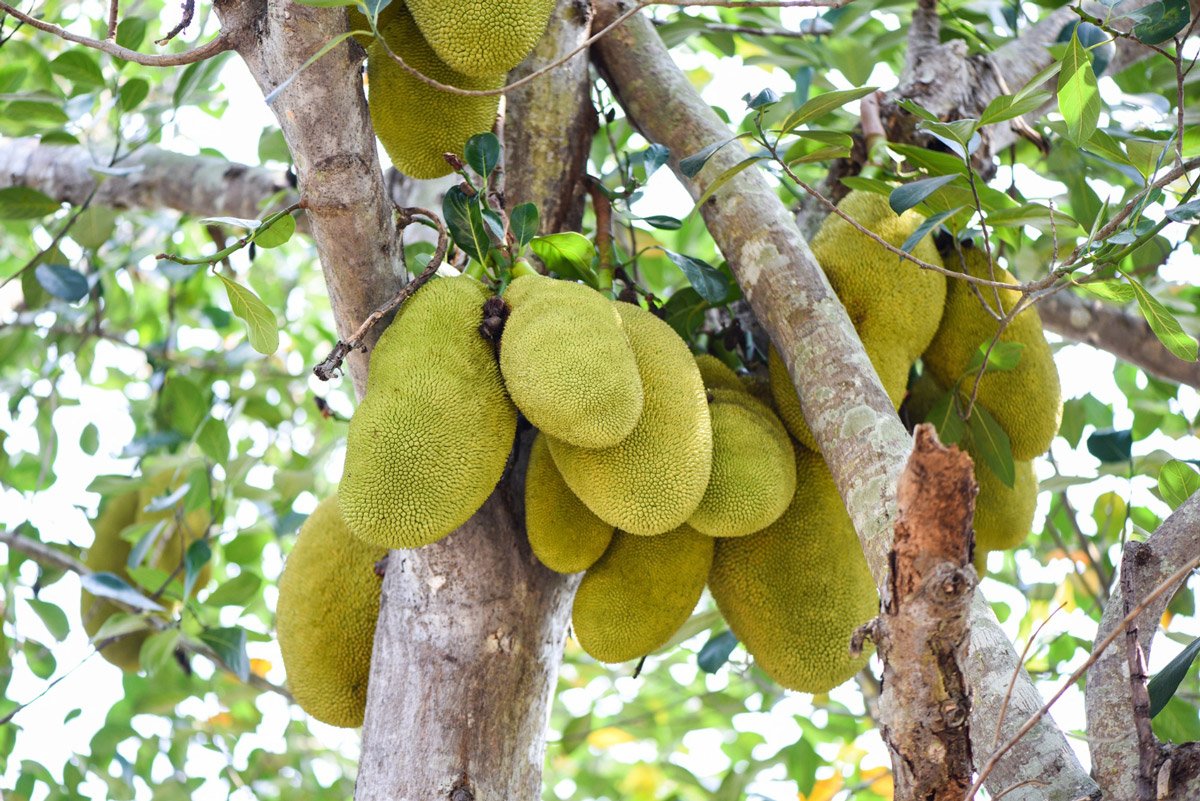 pohon nangka