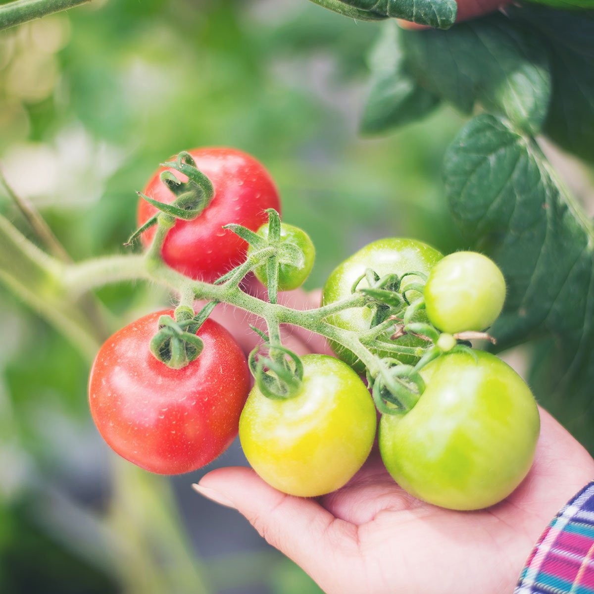 sebenarnya tomat termasuk buah atau sayur ya pohon tomat