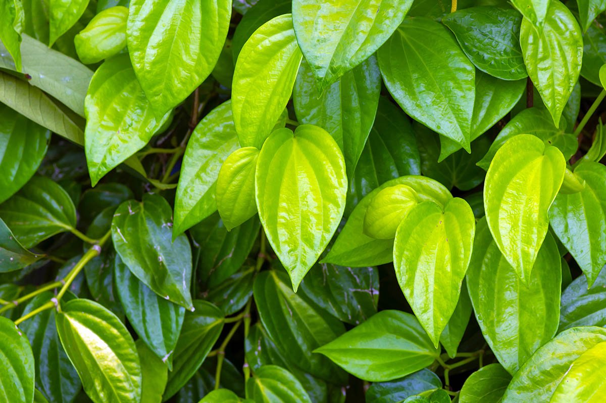 Kumpulan Daun Sirih