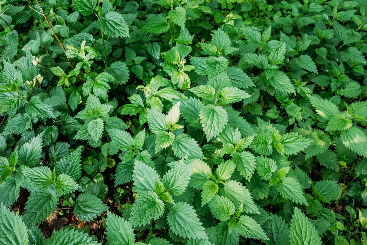 tanaman Jelatang (Urtica Dioica)