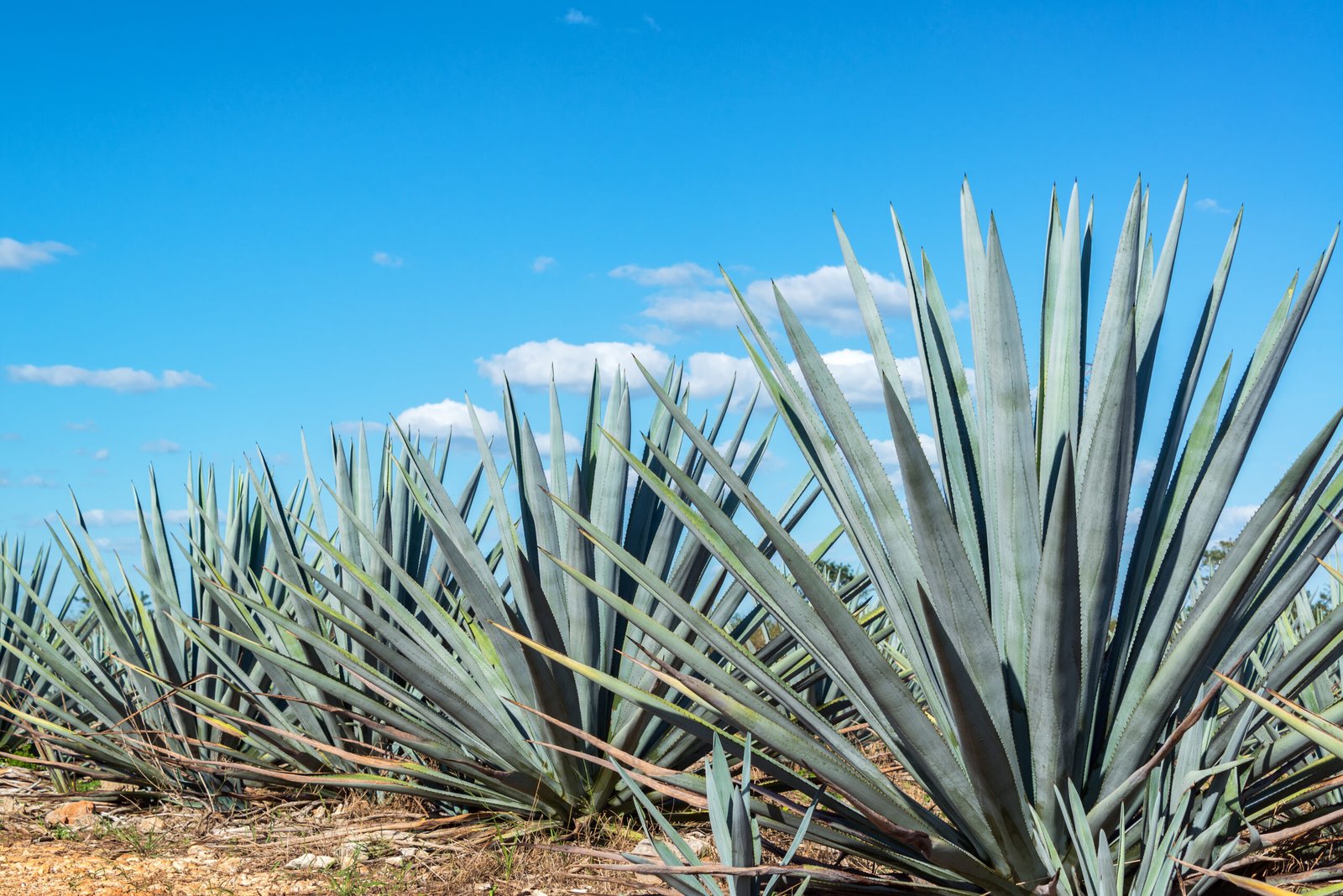 tanaman agave