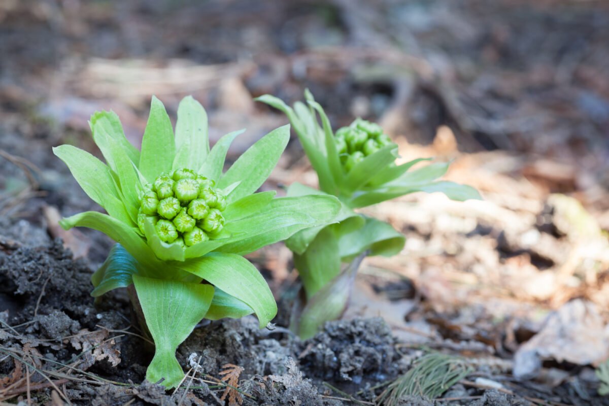 tanaman butterbur