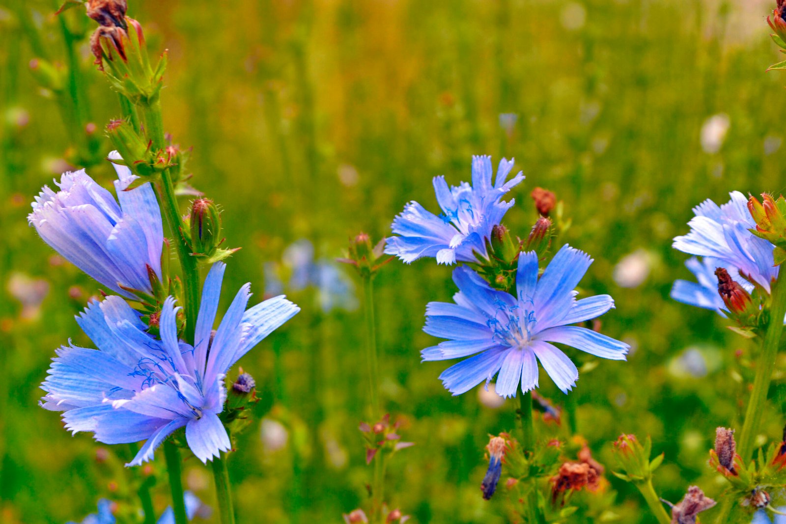 tanaman chicory