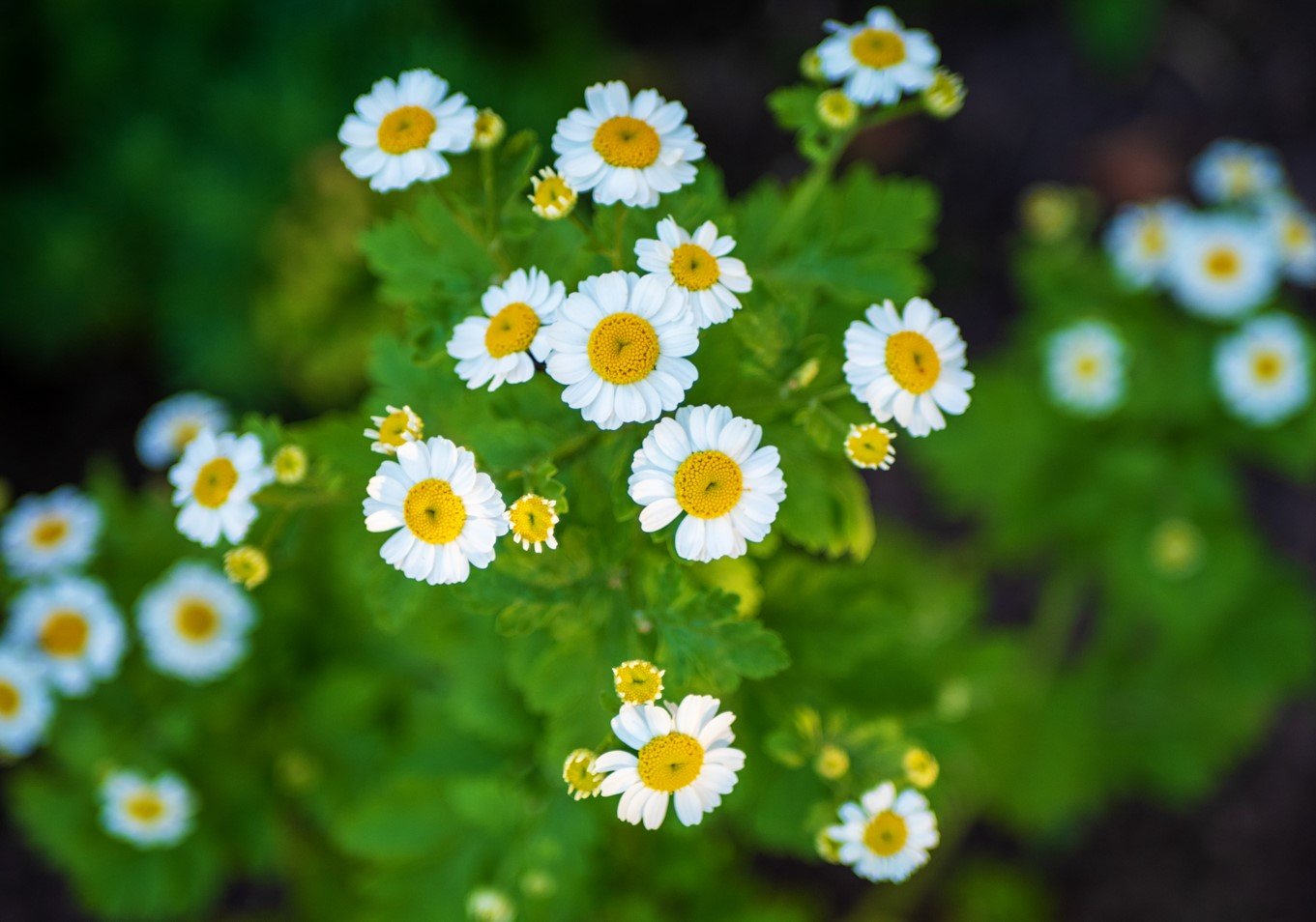 tanaman feverfew