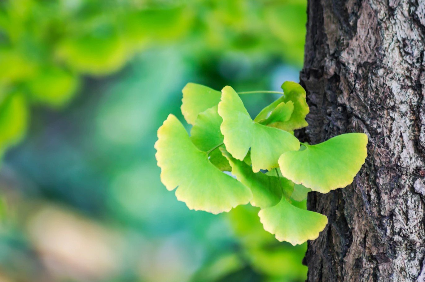 tanaman ginkgo biloba